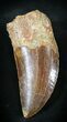 Carcharodontosaurus Tooth - Partial Root #23372-1